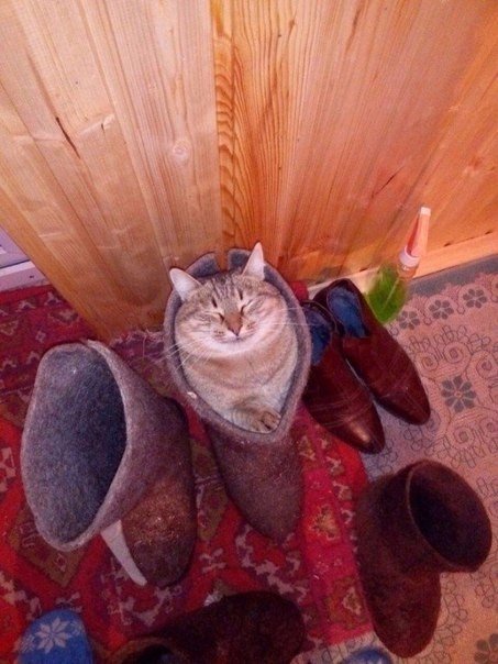 Коты и Кошки