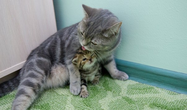 Коты и Кошки