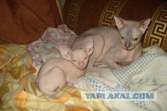 Котята моей кошки (коротенькое видео).