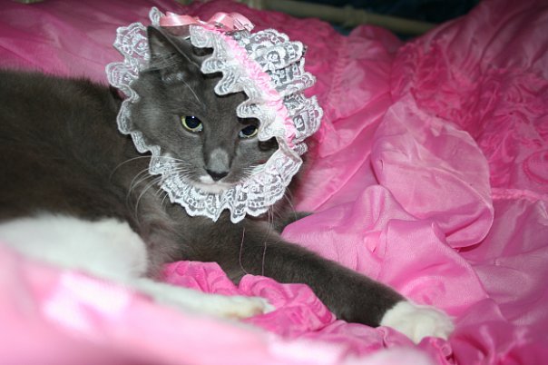Фотобомбы котов