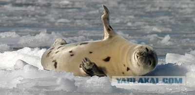 Тюленевый позитив