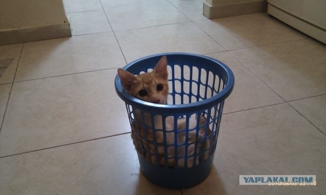 Котовторник - С праздником, котоводы!