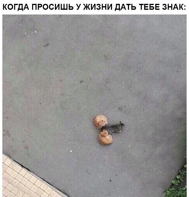 Немного милоты