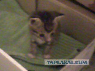 Ну и где ваш котовторник?