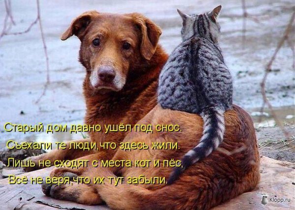 Котовторник (31.01.2012)