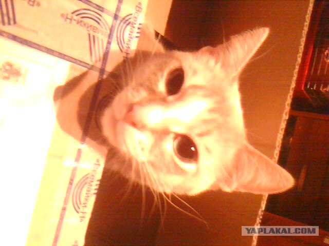 Котовторник (21.02.2012)