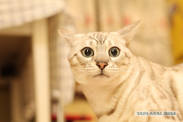 Котовторник  от 3.04.2012