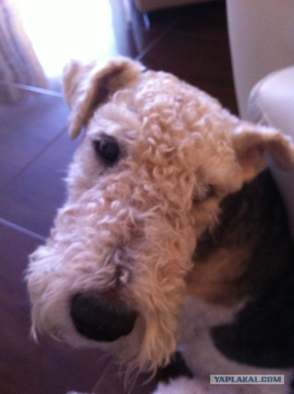 Собакочетверг