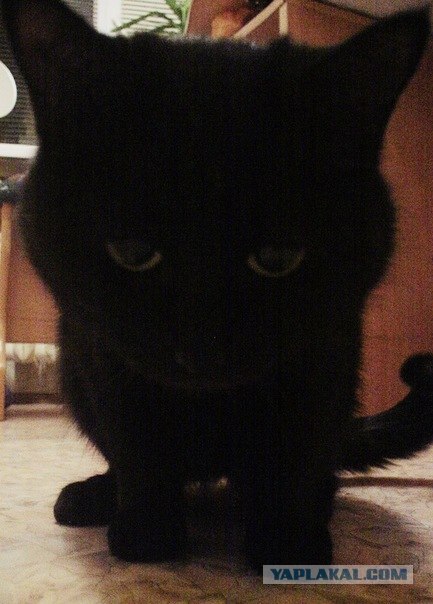 С Новым 2012 Годом, ЯПлакалъ!