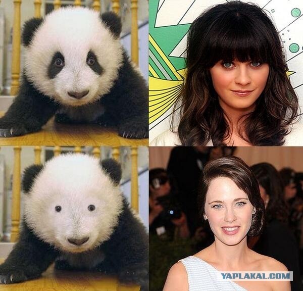 The special edition: Zooey Deschanel