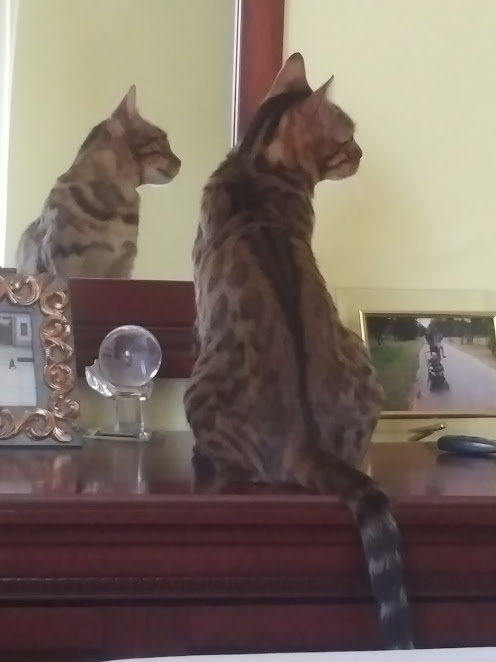 Лучшие сухие корма для кошек