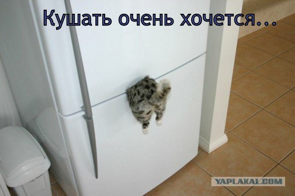 Тетка и голуби
