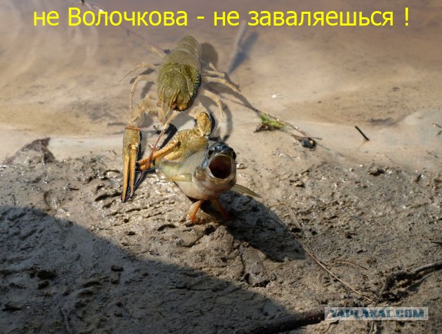 Фотожаба: "Чо?"
