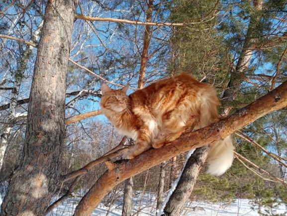 Котовторник 09.02.21. Свежие котики от Нарвского.