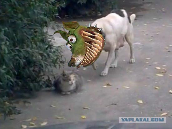 Собака-партизан