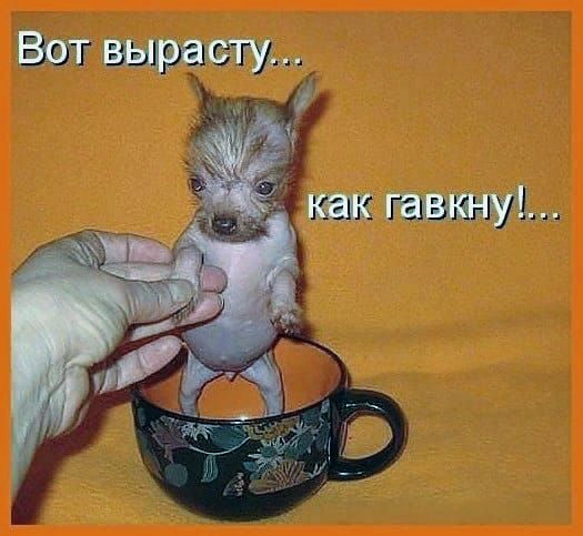 Картинки и мемы для настроения