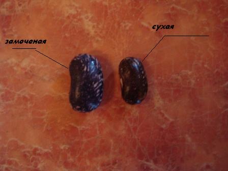 Куриный бульон для Чайников, Или «Кура-International»