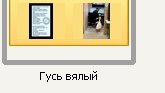 Гусь вялый