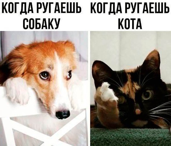 20 забавных  картинок