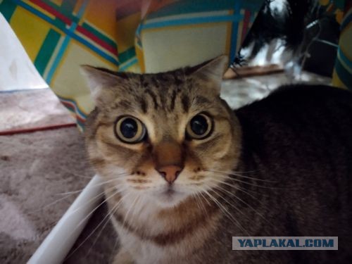 Котовторник, погнали: мой Нафаня