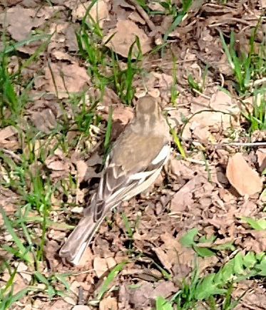 Литературная беседка v.1