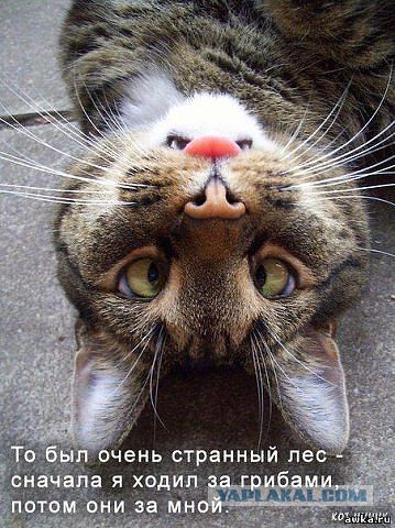 Кота граблят посреди ночи