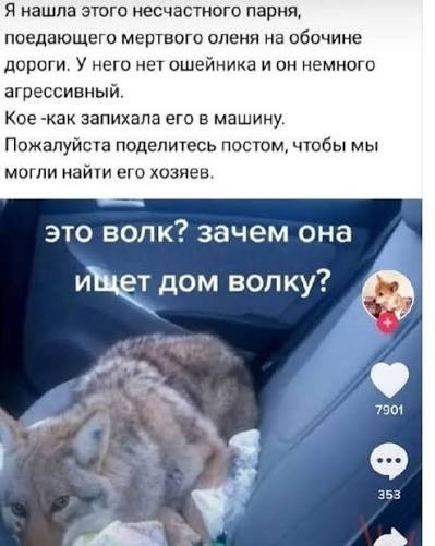*БАЯН*Бараны на воде.