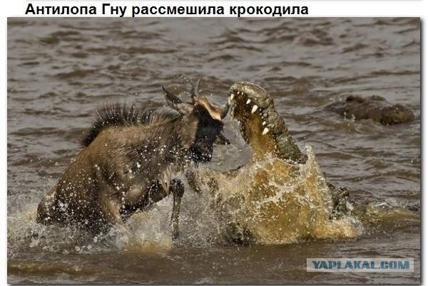 Очередной пример взаимопомощи в животном мире