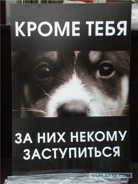 Помощь животным в затопленном Хабаровске