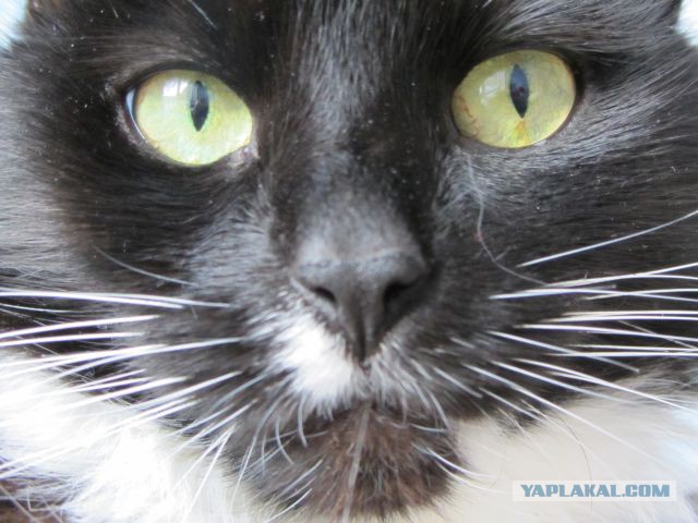 Котовторник 01.04.2014