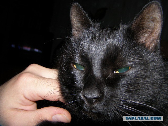 Котовторник 6.05.2014