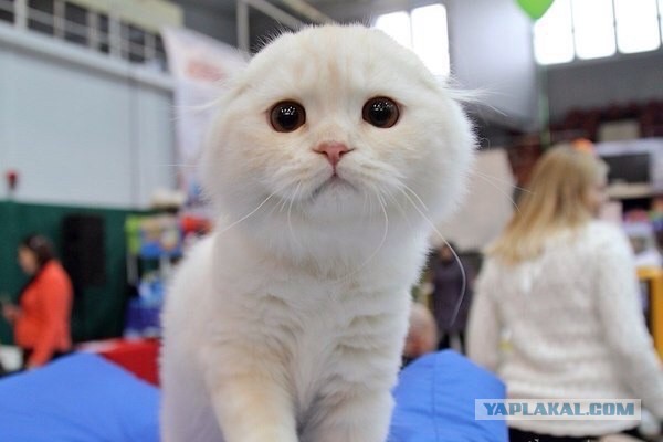 Пятница немного настроения