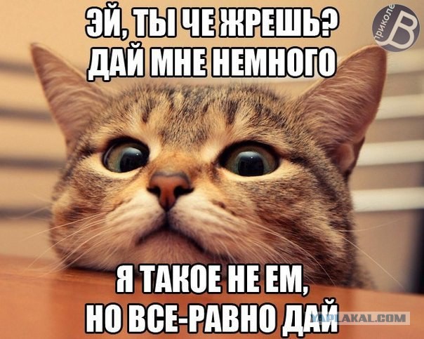 Известные котомемы.