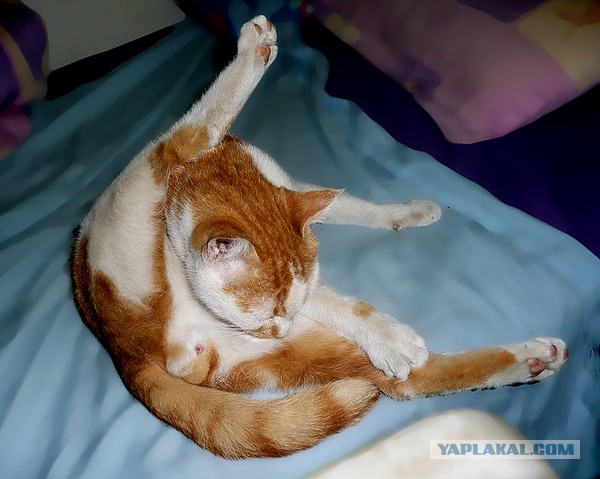 Хоть и не котовторник