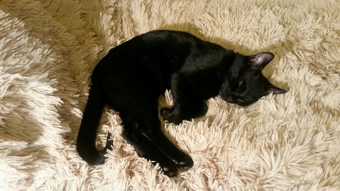 Котовторник 24.11.2015