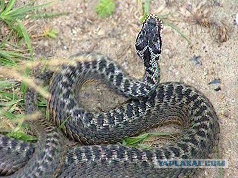 гадюка обыкновенная глаза.