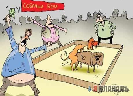 Кошки и Собаки - большая подборка