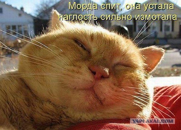 Котовторник 16.02.16