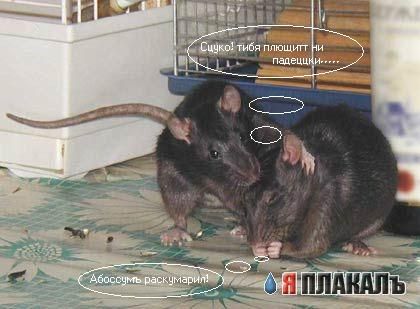 ГРЫЗУНЫ. Мыши, крысы, хомячки и т.д.