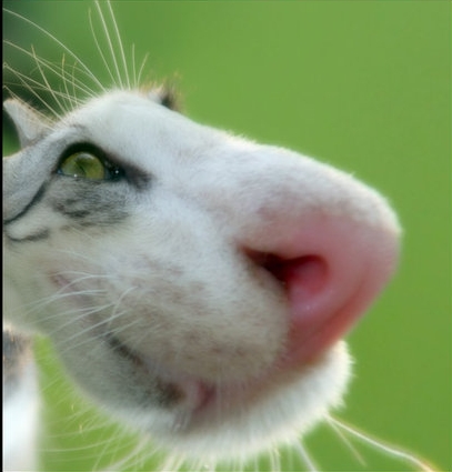 Вторничный котомёт