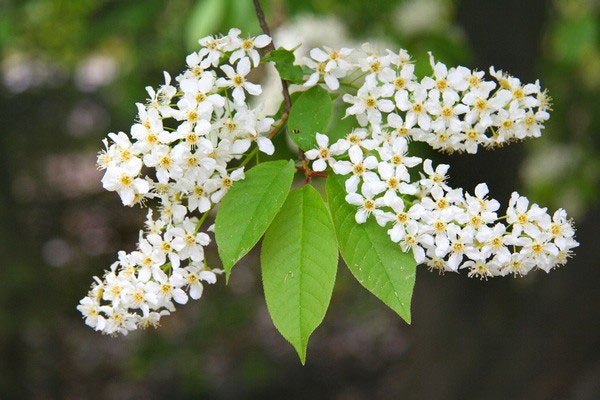 Инстаграм Медведева. Комментарии