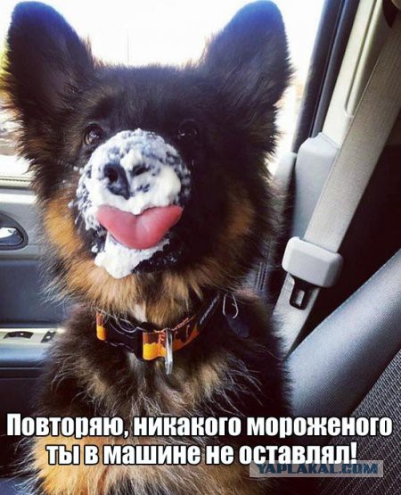 Картинки с этих ваших интернетов.