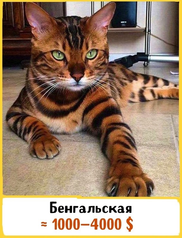 19 шикарных кошек, которые стоят целое состояние