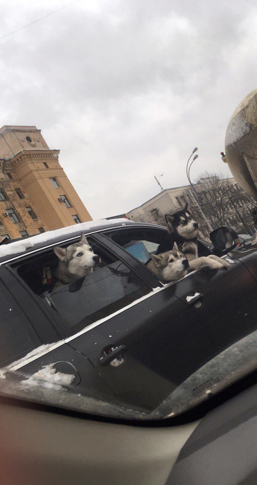 Порция картинок