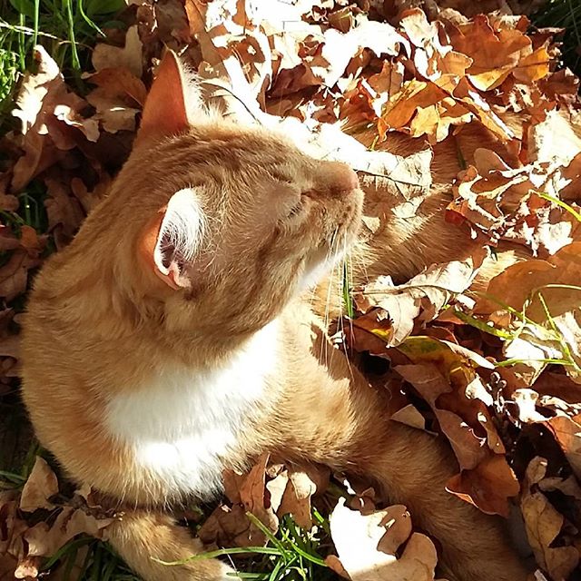 Котопёсо суббота