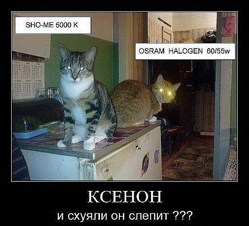 Завёл себе КОТэ с фарами