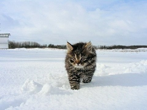 24 кота, которые подняли дерзость на новый уровень