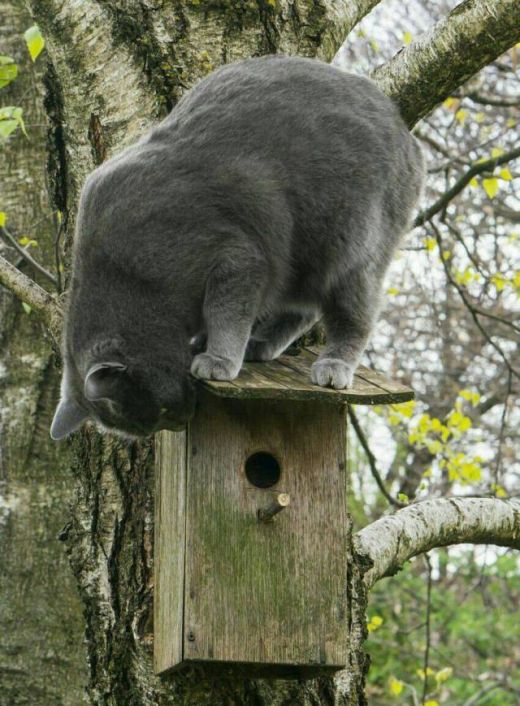 Коты и Кошки