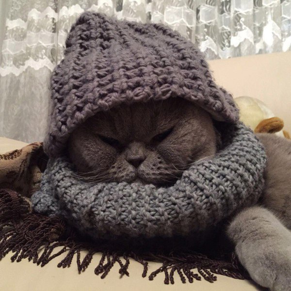 Коты и Кошки