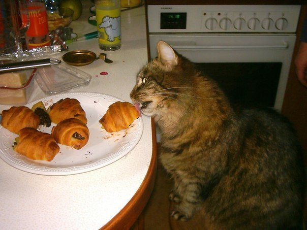 Коты и Кошки